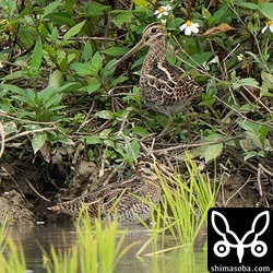 ハリオシギ(下)とチュウジシギ。