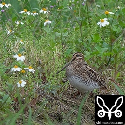 一番多いジシギはタシギです。