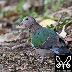 こちらも近所で観察できるキンバト。この時期なのになぜか幼鳥でした。繁殖はこれからなのに不思議です…。
