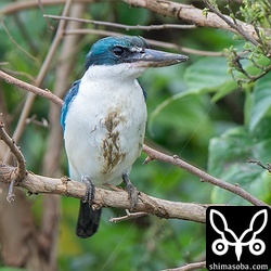 獲物をとって腹が泥で汚れるナンヨウショウビン。