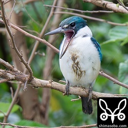 ペリットを吐き出していました。