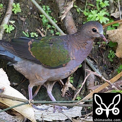 上と同じ個体。警戒心が全くないので近くで観察。