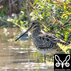 こちらもチュウジシギ。3羽の群れでした。