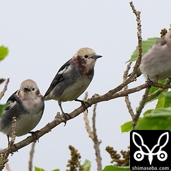 コムクドリ10羽ほどの群れ。カラムクドリ1羽とムクドリ3羽も混じっていました。