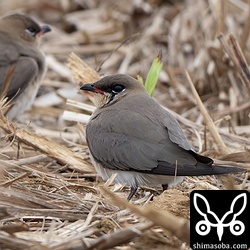 到着したばかりのツバメチドリ。