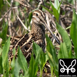 単独のタシギ。