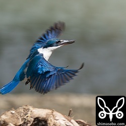 短時間の観察でしたが、活発に餌をとっていました。