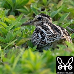警戒心強めのチュウジシギ。遠くにも何羽かいました。