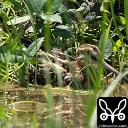 完全に警戒しているタシギ…。