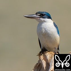 参加したお二人によると北海道ではヤマセミが街中の河川で見られるそうです。こちらは街中の河口でナンヨウショウビンが見られます。^^