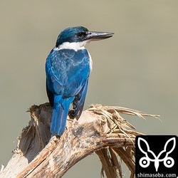 ナンヨウショウビンはサクッと見てサクッと撮って終わり。