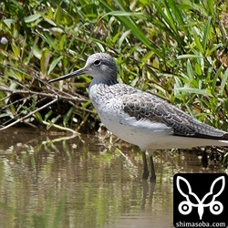 アオアシシギもおおむね夏羽になっています。