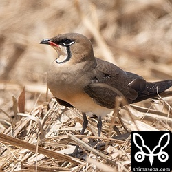 ツバメチドリは数羽が暑そうにしていました。