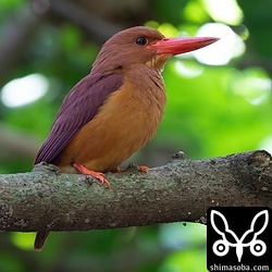 アカショウビンも何個体も確認しました。