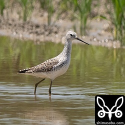 夏羽になったコアオアシシギ。美しいですねー。