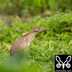 リュウキュウヨシゴイのメス。オスの後をついて回っていました。