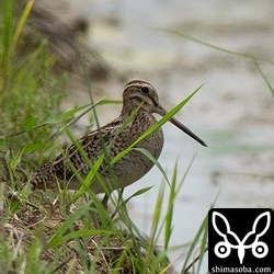 こちらも渡り途中と思われるチュウジシギ。警戒心が強い個体でした。