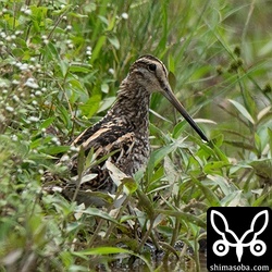 こちらもタシギ。移動組と思われます。