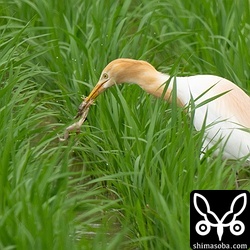 アマサギがカエルを捕まえました。ほかにチュウダイサギ、チュウサギ、コサギ、アマサギ、アオサギが滞在中です。