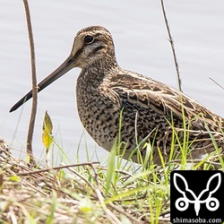 渡り途中に立ち寄ったと思われるチュウジシギ。2羽でいました。