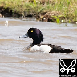 越冬は数百羽いましたが、この時期は、わずかに残るキンクロハジロ。