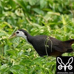 シロハラクイナも繁殖期で鳴き交わしたりと活発です。