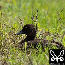 こちらのキンクロハジロはけがでもしているのか、同じ畔で何日も確認されています。