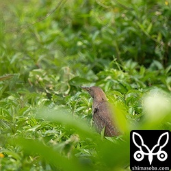 リュウキュウヨシゴイのオス(左)とメス。この辺りに巣を作るのでしょうか。