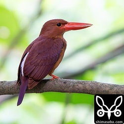 リュウキュウアカショウビンのメス。上の個体とペアを形成しています。