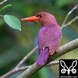 上と同個体。美しいです。