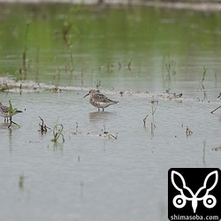 左からキリアイ、サルハマシギ、ヨーロッパトウネンという夢の共演が実現しました。