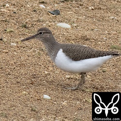 渡りの時季でも単独なイソシギ。群れで渡らないのでしょうか?