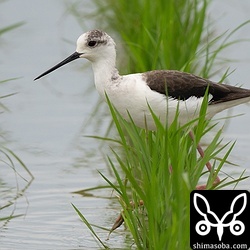 セイタカシギ第1回夏羽。
