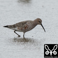 田んぼには夏羽へ換羽途中のサルハマシギ。