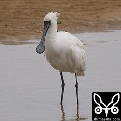 クロツラヘラサギは3個体滞在。多い時は5個体いたそうです。