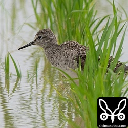 タカブシギはピークが過ぎてぱらぱらと滞在中。