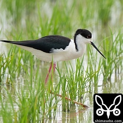 セイタカシギ成鳥オス夏羽。大群はいなくなり、10羽程度が入れ替わりつつ滞在。