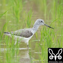 アオアシシギも美しい夏羽へ。
