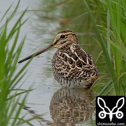 今季3個体目のハリオシギ。