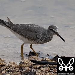フレッシュな夏羽が最高なキアシシギ。