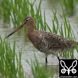 オグロシギも夏羽へ。大型シギは天候が荒れないと島には降りてくれません…。