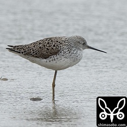 到着したばかりなのか疲れた様子のコアオアシシギ。夏羽が美しいですね。
