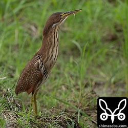 リュウキュウヨシゴイのメス。首を伸ばして辺りを警戒中。舌なめずりはリュウキュウヨシゴイの定番の行動。どんな意味があるのでしょうか。