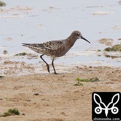 海岸には夏羽に換羽したサルハマシギ。