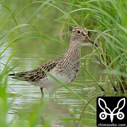 ウズラシギの群れの中にいたアメリカウズラシギ。ハリオシギを見ていたら双眼鏡に飛び込んできました。