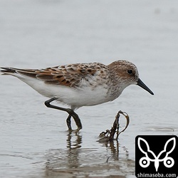 石垣島ではあまり多くないヨーロッパトウネンにも出会えました。