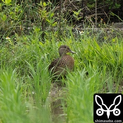 群れの渡りに置いて行かれたコガモのメスが1羽。近くにはハシビロガモのオスが1羽いました。
