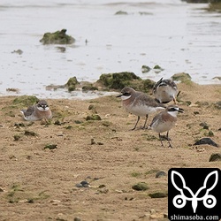 オオメダイチドリが減った代わりに、メダイチドリが数を増やしています。