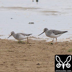 ソリハシシギは10羽ほどが到着。
