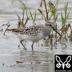 キリアイも同じ田んぼにいました。